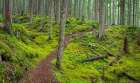 Washington State-Olympic National Forest Panoramic of Lower Dungeness Trail in forest Art Print